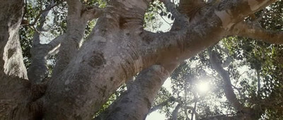 Дерево - Скриншот 3